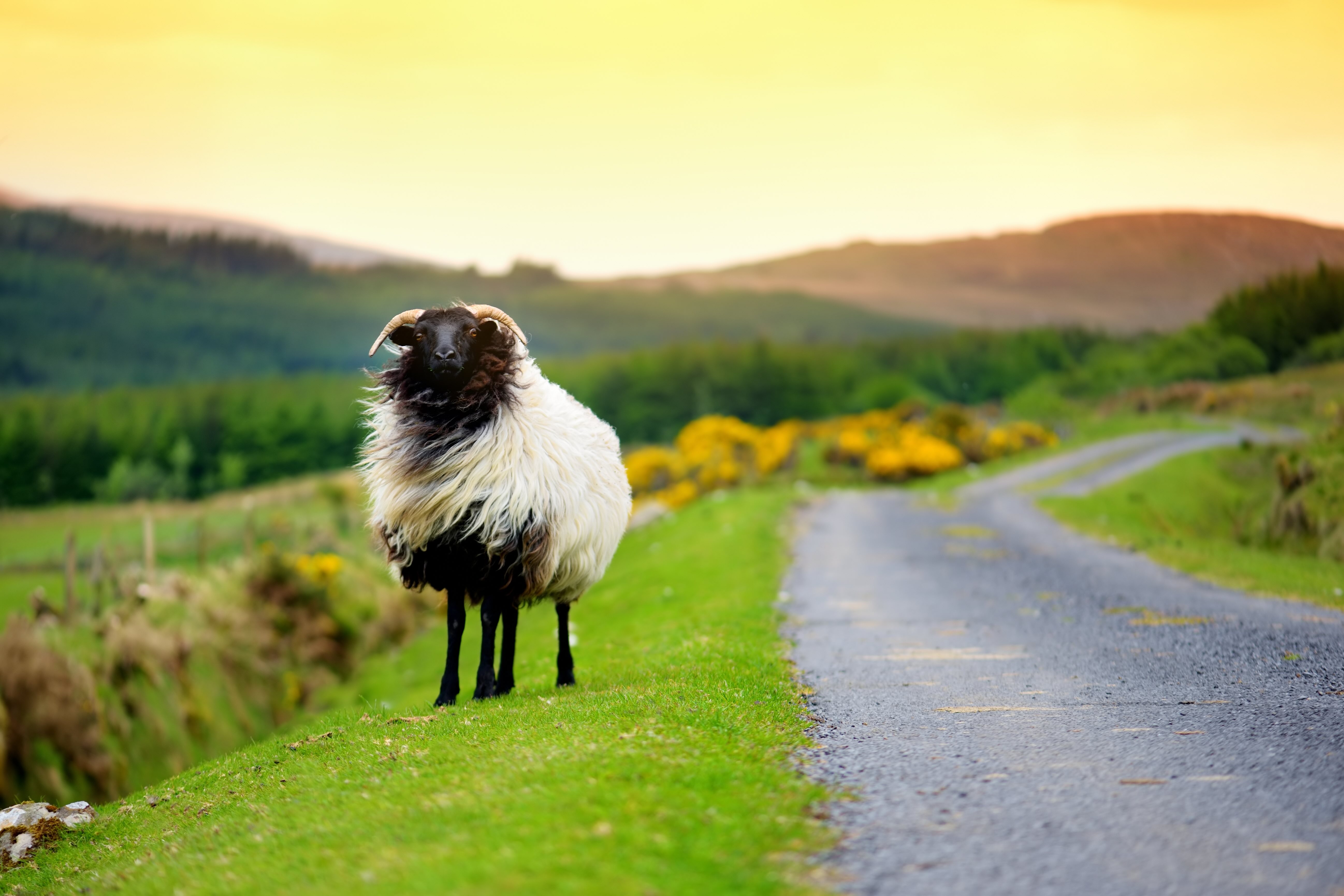 spring26-ireland-blog-4